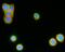 Leucine Rich Repeat Containing G Protein-Coupled Receptor 5 antibody, MA5-25557, Invitrogen Antibodies, Immunocytochemistry image 