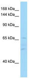 Pro-interleukin-16 antibody, TA343142, Origene, Western Blot image 