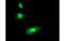 Regulator of G-protein signaling 16 antibody, MBS832084, MyBioSource, Immunofluorescence image 