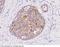 Mothers against decapentaplegic homolog 1 antibody, 101176-T08, Sino Biological, Immunohistochemistry frozen image 