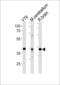 Neuronal Differentiation 1 antibody, 60-933, ProSci, Western Blot image 
