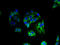 Potassium channel subfamily K member 13 antibody, A67206-100, Epigentek, Immunofluorescence image 
