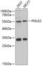 DNA Polymerase Gamma 2, Accessory Subunit antibody, 22-412, ProSci, Western Blot image 
