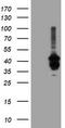 Decaprenyl-diphosphate synthase subunit 2 antibody, TA503975, Origene, Western Blot image 