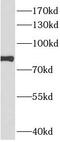 cAMP-regulated phosphoprotein 21 antibody, FNab00607, FineTest, Western Blot image 