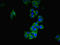 Family With Sequence Similarity 171 Member B antibody, LS-C399334, Lifespan Biosciences, Immunofluorescence image 