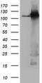 Mitotic checkpoint serine/threonine-protein kinase BUB1 beta antibody, TA500679, Origene, Western Blot image 