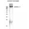 Laminin Subunit Gamma 1 antibody, LS-C384320, Lifespan Biosciences, Western Blot image 