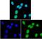 Adiponectin Receptor 1 antibody, orb10046, Biorbyt, Immunofluorescence image 