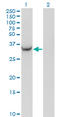Aldo-keto reductase family 1 member C2 antibody, LS-C197033, Lifespan Biosciences, Western Blot image 