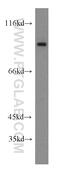 Rho guanine nucleotide exchange factor 26 antibody, 12493-1-AP, Proteintech Group, Western Blot image 