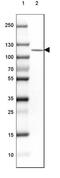 Oxoglutarate Dehydrogenase Like antibody, NBP2-30896, Novus Biologicals, Western Blot image 