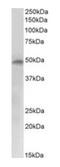 E2F Transcription Factor 4 antibody, orb146469, Biorbyt, Western Blot image 