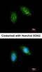 Calpain 5 antibody, orb73923, Biorbyt, Immunofluorescence image 