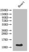 Amylin antibody, A52241-100, Epigentek, Western Blot image 