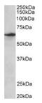 hMATE-2 antibody, orb125139, Biorbyt, Western Blot image 