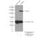 Extended Synaptotagmin 1 antibody, 21450-1-AP, Proteintech Group, Immunoprecipitation image 