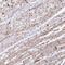 Zinc Finger Protein 736 antibody, NBP2-32587, Novus Biologicals, Immunohistochemistry frozen image 