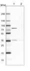 Glucose 1-dehydrogenase antibody, NBP1-91943, Novus Biologicals, Western Blot image 