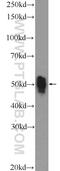 ETS Proto-Oncogene 1, Transcription Factor antibody, 12118-1-AP, Proteintech Group, Western Blot image 