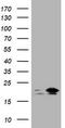 NME1 antibody, TA801257, Origene, Western Blot image 