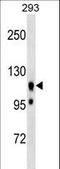 Ubiquitin Associated Protein 2 Like antibody, LS-C157307, Lifespan Biosciences, Western Blot image 