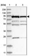 Ankyrin repeat and zinc finger domain-containing protein 1 antibody, NBP1-84627, Novus Biologicals, Western Blot image 