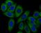 Syntrophin Alpha 1 antibody, NBP2-76874, Novus Biologicals, Immunofluorescence image 
