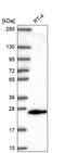 O-6-Methylguanine-DNA Methyltransferase antibody, HPA069497, Atlas Antibodies, Western Blot image 