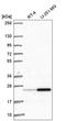 RAGE antibody, HPA064436, Atlas Antibodies, Western Blot image 
