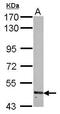 Ring Finger Protein 180 antibody, GTX119301, GeneTex, Western Blot image 
