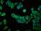 RAB24, Member RAS Oncogene Family antibody, LS-C681159, Lifespan Biosciences, Immunofluorescence image 