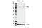Polo Like Kinase 4 antibody, 71033S, Cell Signaling Technology, Western Blot image 