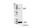 WEE1 G2 Checkpoint Kinase antibody, 13084T, Cell Signaling Technology, Western Blot image 
