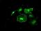 RAK antibody, NBP1-47761, Novus Biologicals, Immunocytochemistry image 