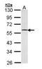 GA Binding Protein Transcription Factor Subunit Beta 1 antibody, PA5-21493, Invitrogen Antibodies, Western Blot image 