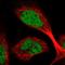 FA Core Complex Associated Protein 20 antibody, HPA038829, Atlas Antibodies, Immunofluorescence image 