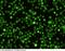 CD209 antigen-like protein B antibody, 50486-R143, Sino Biological, Immunohistochemistry frozen image 