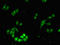 FAT Atypical Cadherin 3 antibody, orb400312, Biorbyt, Immunofluorescence image 