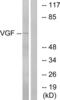 VGF Nerve Growth Factor Inducible antibody, LS-B5317, Lifespan Biosciences, Western Blot image 