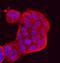Protocadherin 8 antibody, AF5434, R&D Systems, Immunocytochemistry image 