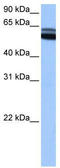 HAP antibody, TA338355, Origene, Western Blot image 