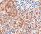 Frizzled Class Receptor 8 antibody, orb19131, Biorbyt, Western Blot image 