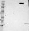 KIAA1210 antibody, NBP1-90958, Novus Biologicals, Western Blot image 
