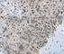 Monocarboxylate transporter 5 antibody, A3016, ABclonal Technology, Immunohistochemistry paraffin image 
