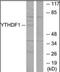 YTH N6-Methyladenosine RNA Binding Protein 1 antibody, orb179018, Biorbyt, Western Blot image 