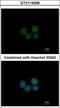 Spermatogenesis And Oogenesis Specific Basic Helix-Loop-Helix 2 antibody, GTX116268, GeneTex, Immunocytochemistry image 