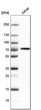 Butyrophilin Subfamily 3 Member A3 antibody, HPA007904, Atlas Antibodies, Western Blot image 