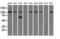 Sialic Acid Binding Ig Like Lectin 9 antibody, M06748, Boster Biological Technology, Western Blot image 