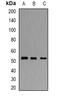 Opioid Related Nociceptin Receptor 1 antibody, abx142116, Abbexa, Western Blot image 